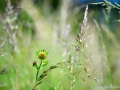 JKCarl_Week_27_2014