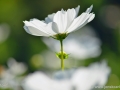 JKCarl_Week_29_2014