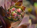 JKCarl_Week_33_2014