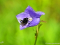 JKCarl_Week_37_2014
