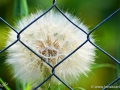JKCarl_Week_39_2014