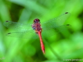 JKCarl_Week_42_2014