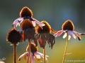 JKCarl_Week_47_2014