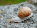 22/1 Weinbergschnecke