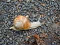 22/2 Weinbergschnecke