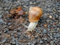 22/3 Weinbergschnecke