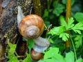 22/4 Weinbergschnecke