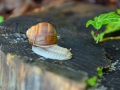 22/5 Weinbergschnecke