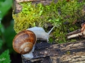 22/7 Weinbergschnecke