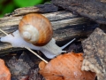 22/8 Weinbergschnecke