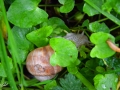 22/11 Weinbergschnecke