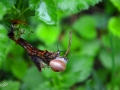 22/15 Schnecke