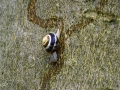 22/17 Schnecke