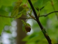 22/19 Schnecke
