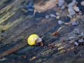 22/20 Schnecke