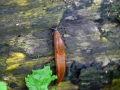 22/21 Nacktschnecke