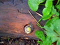 22/24 Schnecke