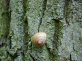 22/25 Schnecke