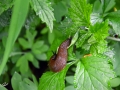 22/27 Schnecke