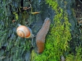 22/28 Schnecke und Nacktschnecke