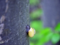22/31 Schnecke