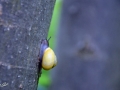 22/32 Schnecke