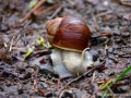 22/33 Weinbergschnecke