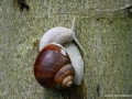22/34 Weinbergschnecke
