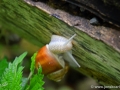 22/38 Weinbergschnecke