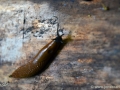 22/39 Nacktschnecke