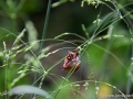 22/41 Schnecke