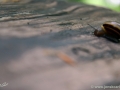22/43 Schnecke