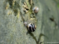 22/44 Schnecke