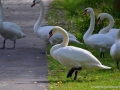 23/2 Schwäne