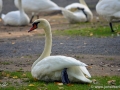 23/4 Schwäne