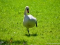 23/5 Schwäne