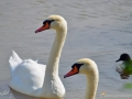 23/7 Schwäne