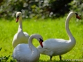 23/9 Schwäne