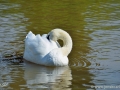 23/12 Schwäne