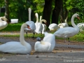 23/24 Schwäne