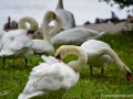 23/27 Schwäne