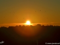 12/11 Sonne