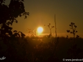 12/12 Sonne