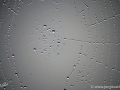 8/3 Spinnennetz