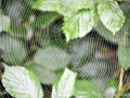 8/2 Spinnennetz