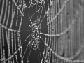 8/1 Spinnennetz
