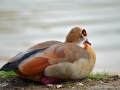 24/1 Nilgans