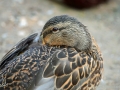 24/4 Stockente