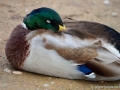 24/5 Stockente