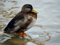 24/7 Stockente